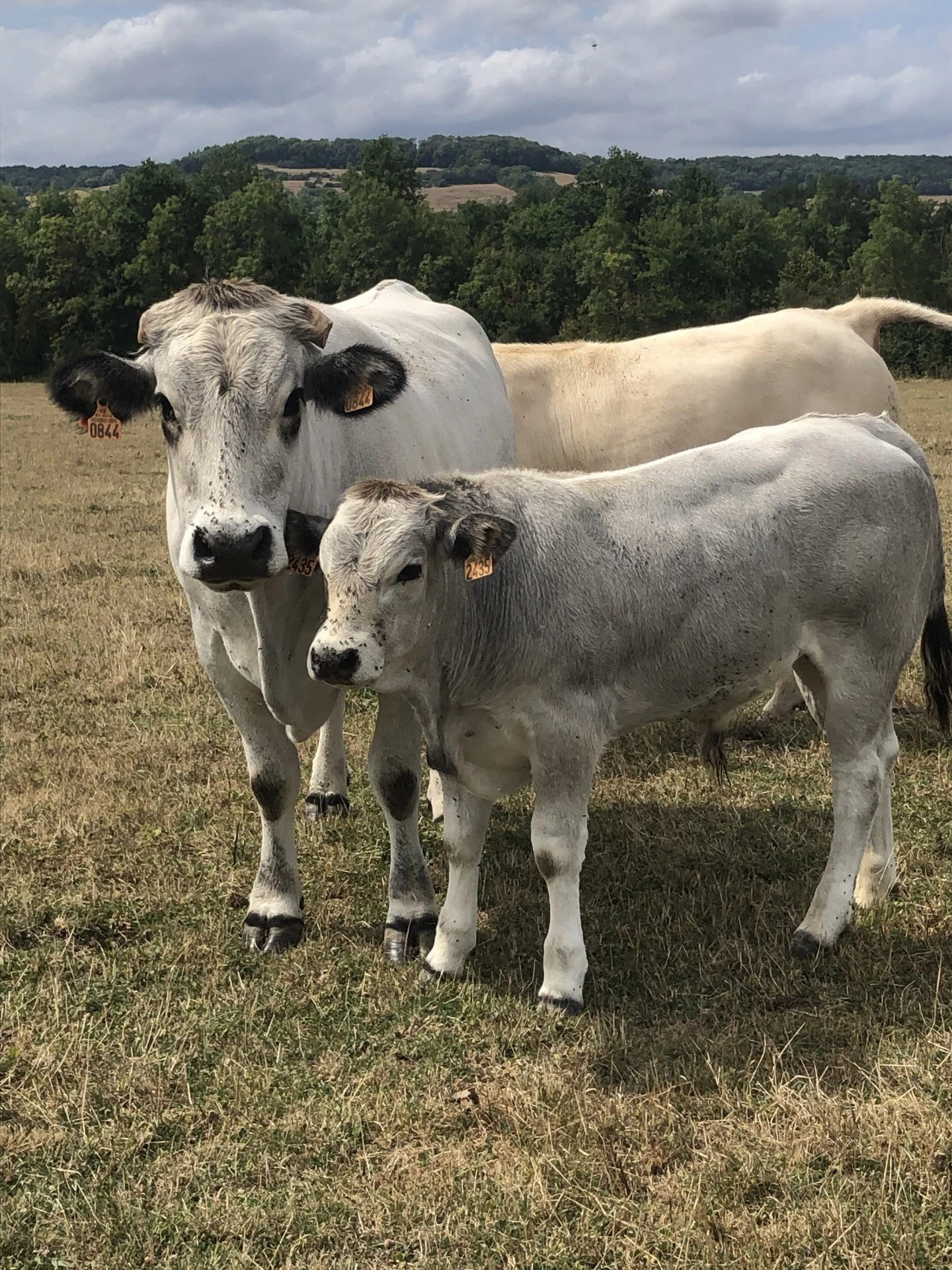 Une vache bien armée !