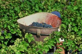 La part de la Bourgogne dans les bons résultats viticoles de la France