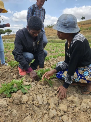 La pomme de terre, la production montante à Madagascar