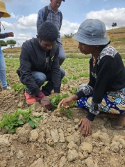 La pomme de terre, la production montante à Madagascar