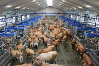Batch Milking : les robots utilisés comme une salle de traite