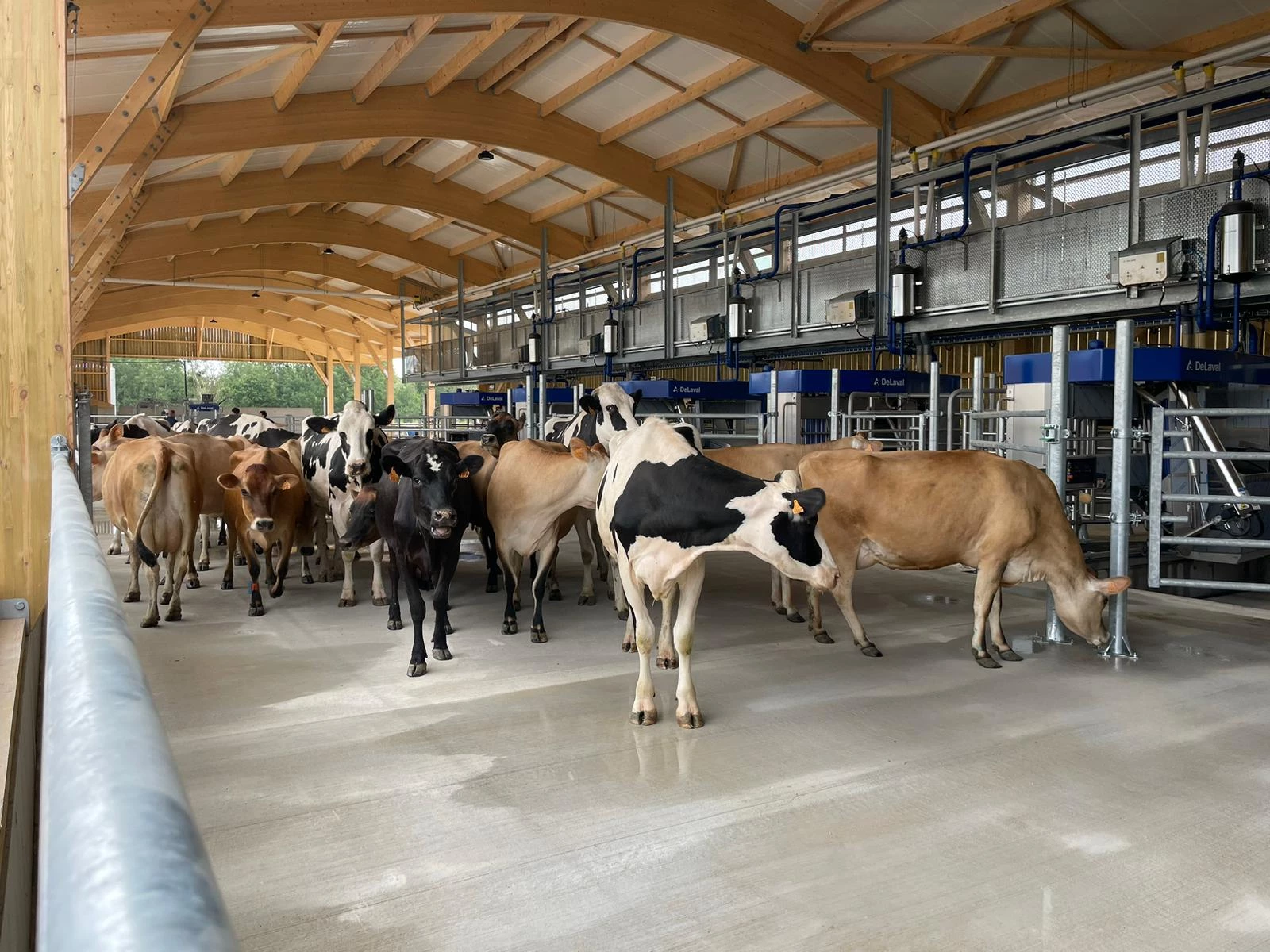 Moins de main-d’œuvre, moins de stress et du confort avec le Batch Milking