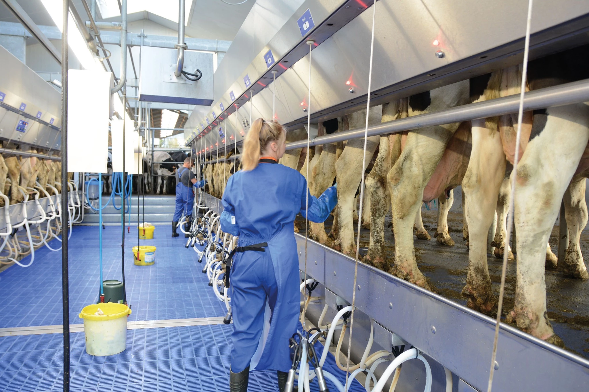 Boumatic : La salle de traite XpressWay 3.0 accélère la circulation des vaches