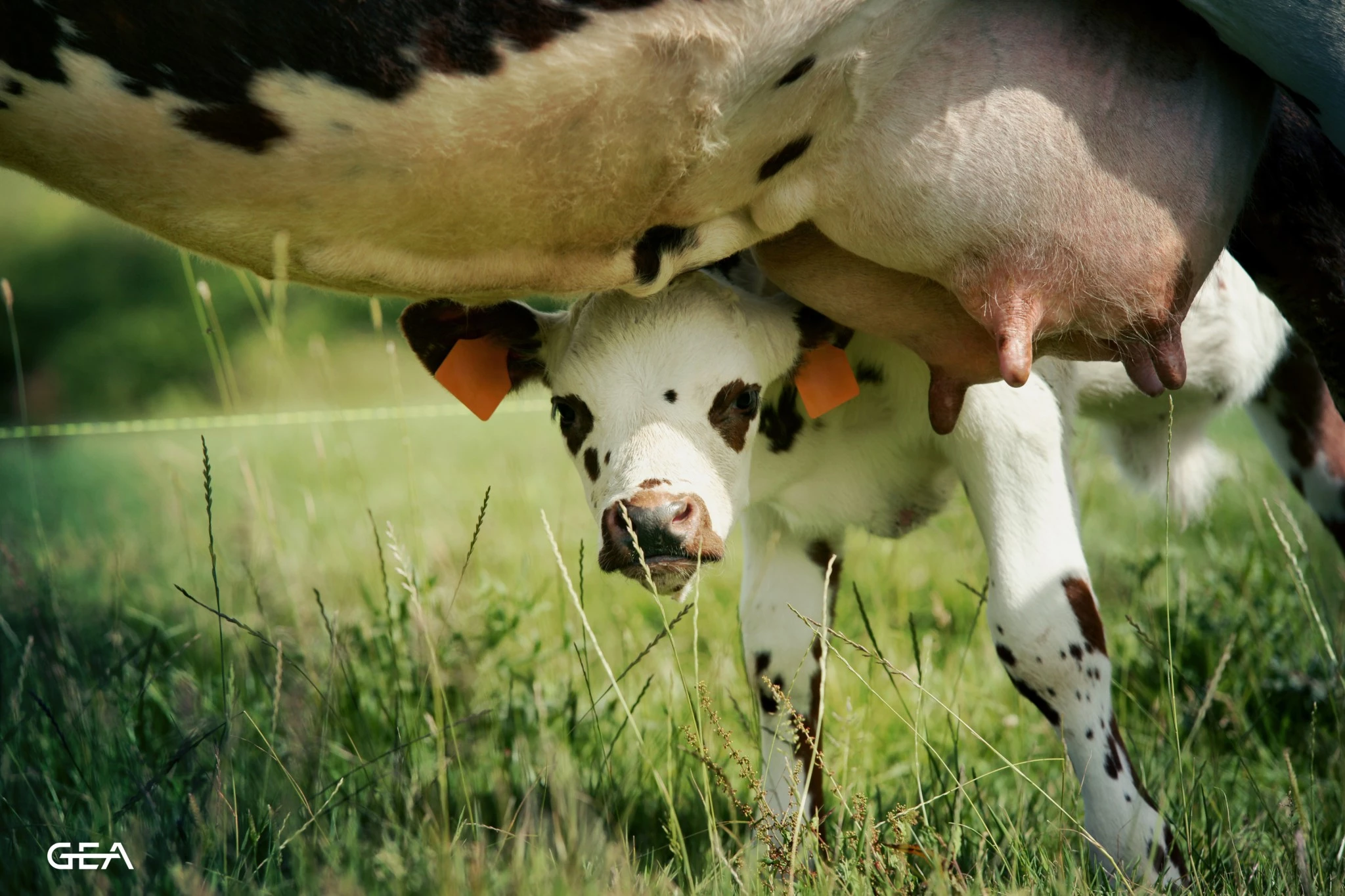 GEA : Le tarissement des VL automatisé