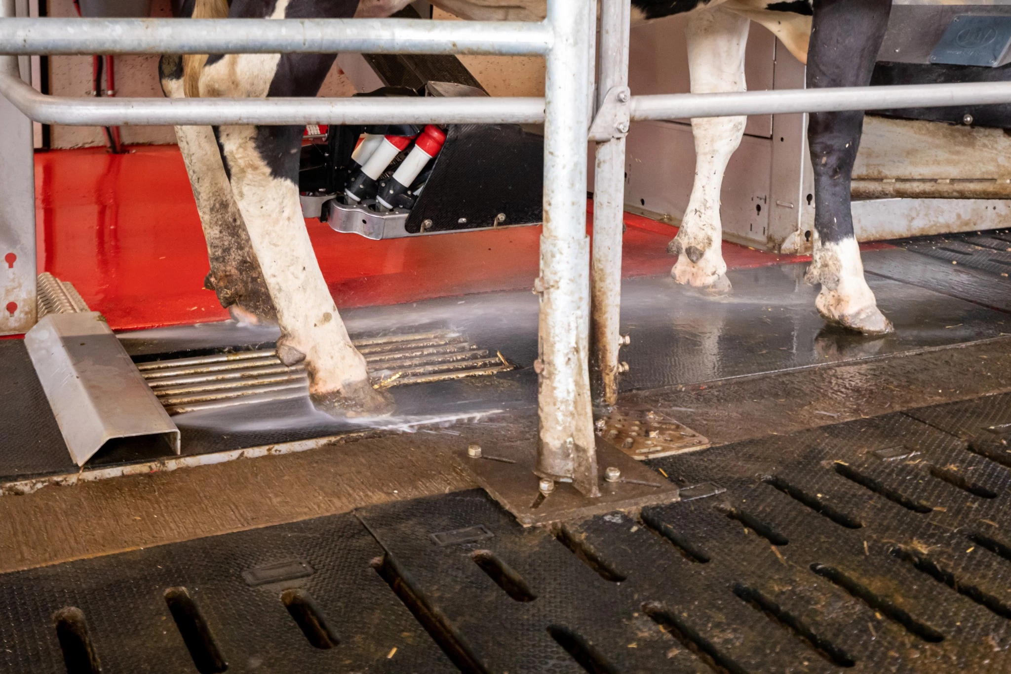 Lely : Un pédiluve entièrement automatique