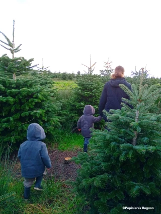 Célébrer Noël avec un sapin responsable