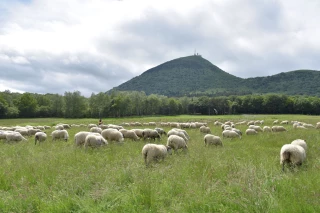 La transhumance des troupeaux reconnue par l'Unesco