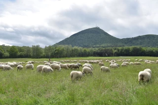 La transhumance des troupeaux reconnue par l'Unesco
