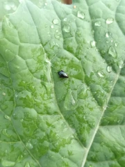 Les insectes, on en parle ?