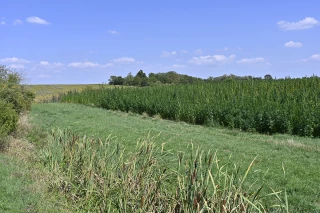 Le chanvre : une plante aux multiples atouts