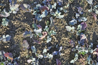 Faire le diagnostic de ses parcelles après les pluies hivernales