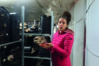 Elle a lancé sa production de champignons sur le Vercors
