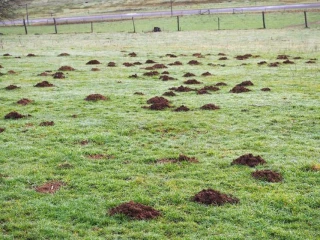 Remettre les prairies en état