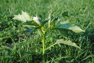 Attention aux plantes toxiques dans les prairies !