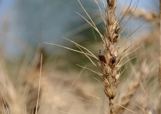 Gestion de l'ergot : un enjeu pour la filière céréalière
