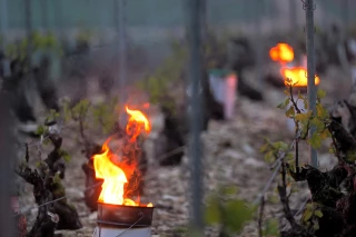 Coup de froid dans les vignes