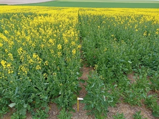 Le levier variétal pour limiter l’impact des grosses altises