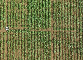 Le levier variétal pour limiter l'impact des grosses altises