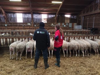 Charolles accueille  les Ovinpiades mondiales des jeunes bergers !
