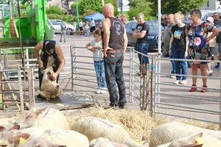 Foire aux ovins de Corbigny