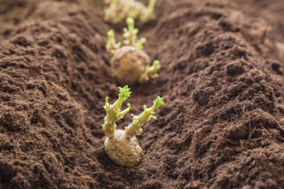 Un plan pour les plants