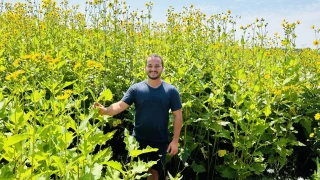 Silphie : une plante qui se développe