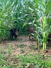 Le cochon est dans le maïs