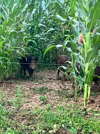 Le cochon est dans le maïs