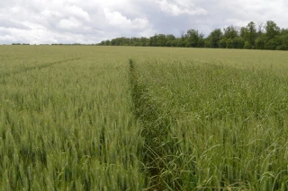 Bilan de campagne