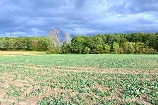L'apport d’azote en végétation à l’automne sur colza