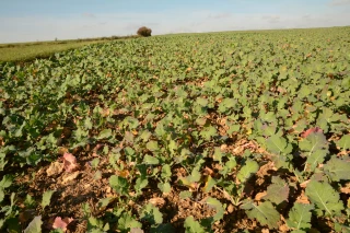Faut-il réguler les colzas à l’automne ?