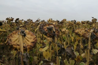 Mieux vaut récolter que de laisser sur pied