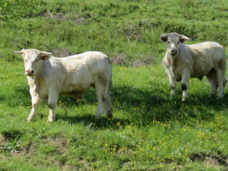 Sécuriser sa mise à l'herbe au temps de la FCO et de la MHE