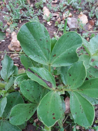 Comment gérer les maladies aériennes