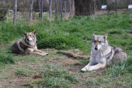 chien loup