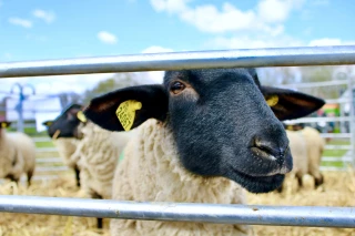 Un pour trois et trois pour un