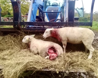 Une situation grotesque