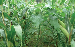 Vigilance sur le datura stramoine