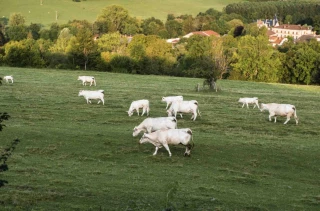 Terres agricoles : un marché en léger repli