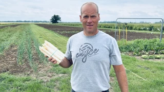 Oh, les belles asperges