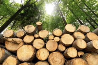 Vols de bois et saccages de forêts en hausse