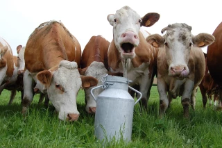 Pour la Simmental de Côte-d'Or, l'immunité  est un sujet à creuser