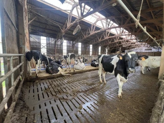 Un enjeu pour le bien-être des vaches laitières