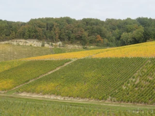 Belle santé pour la Bourgogne