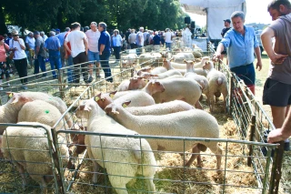48e Foire nationale des reproducteurs ovins de Decize