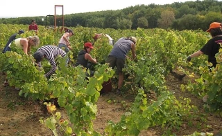 Un job dating le 19 août à Auxerre
