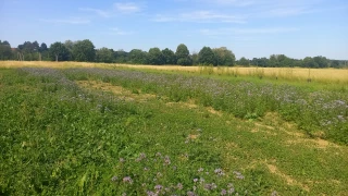 Vers des îlots de biodiversité