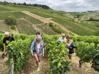 Viticulture