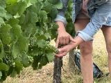 Viticulture