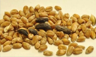 Que faire en présence d’ergot ?